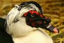Muscovy_Drake.jpg
