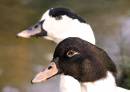 Muscovy_Duck_2.jpg