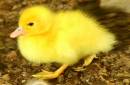 Muscovy_duckling.jpg