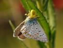 Musumetia_vatia_Polyommatus_icarus.jpg
