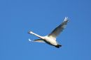 Mute-Swan.jpg