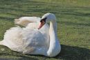 Mute_Swan.jpg