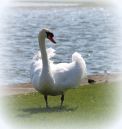 Mute_Swan1.jpg