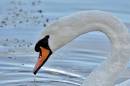 Mute_Swan_3.jpg