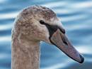 Mute_Swan_Juvenile.jpg