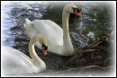 Mute_Swans.jpg