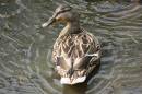 My_favourite_duck.jpg