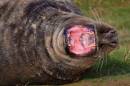My_what_big_teeth_you_ve_got.jpg