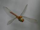NHDflyIf-01.jpg