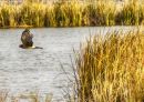 NORTHERN_HARRIER_2017_WM_RS_0002_VER_1.jpg