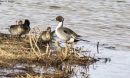 NORTHERN_PINTAIL_2017_WM_RS_ver_1_0001.jpg