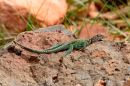 Nap_time_DSC_5217.jpg
