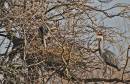 Nest-builders.jpg