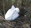 Nesting-Swan.jpg