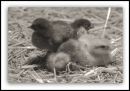 Newborn_Chicks.jpg