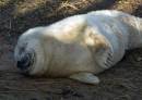 Newborn_Seal_Pup.jpg