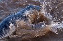 North_Sea_Young_Seal.jpg