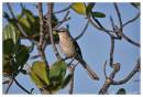 NorthernMockingBird1.jpg