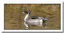Nothern-Pintail.jpg