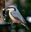 Nut-Feeder.jpg
