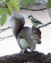 NutKin.jpg
