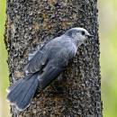 Nutcracker_D704041.jpg