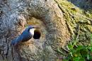 Nuthatch-Burwash.jpg
