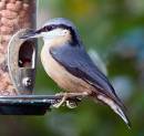 Nuthatch-Feeder.jpg