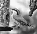 Nuthatch.jpg