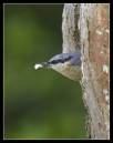 Nuthatch01A.jpg