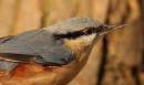 Nuthatch2.jpg