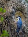 Nuthatch3.jpg
