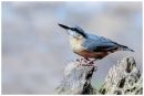 Nuthatch5.jpg