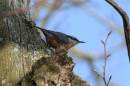 Nuthatch_1a.jpg