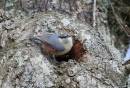 Nuthatch_NF_2a.jpg