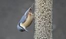 Nuthatch_Sitta_.jpg