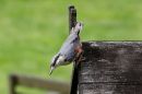 Nuthatch_Sitta_13-6-2018.jpg