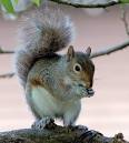 Nutkin1.jpg