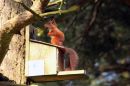 Nuts_whole_hazelnuts_-_caught_red_handed.jpg