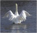 OPEN_WINGS_.jpg