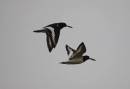 OYSTERCATCHERS1.jpg