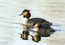 On-Golden-Pond.jpg