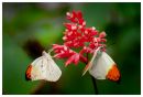 Orange-Tipborderweb.jpg