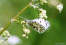 Orange_Tip_2.jpg
