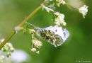 /gallery/data/501/thumbs/Orange_Tip_2.jpg