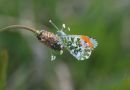 Orange_tip_Butterfly_Anthocharis_Cardamines_.jpg