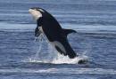 OrcaWhale_3045.jpg