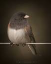 Oregon_junco_C.JPG