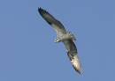 Osprey.jpg