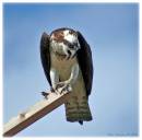 Osprey1.jpg